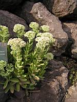 Orpin x September Glut - Sedum spectabilis (fam Crassulacees) (1) (Photo F. Mrugala)